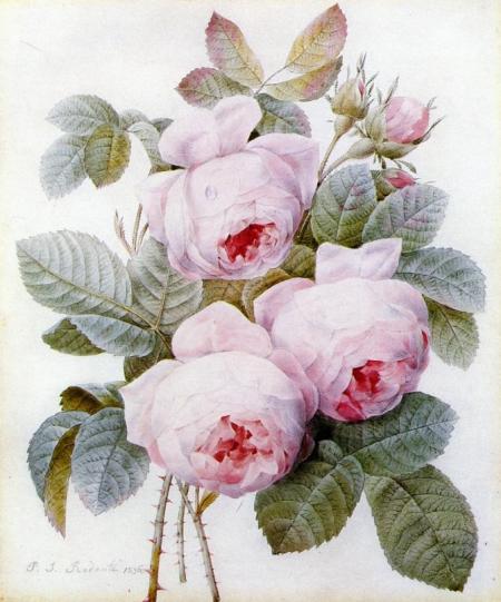 roses pierre-joseph-redoute