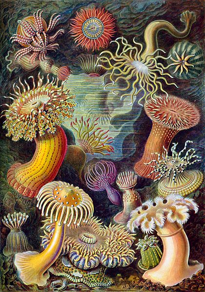 Ernst Haeckel’s ”Kunstformen der Natur” showing various sea anemones classified as Actiniae. From Wikimedia Commons.
