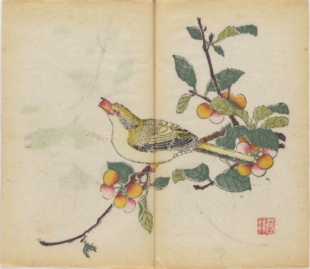 Un oriol come una cereza en una de las láminas del manual chino de 1633 (Cortesía de Cambridge University Library)